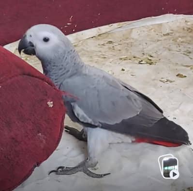 Grey Parrot Chick