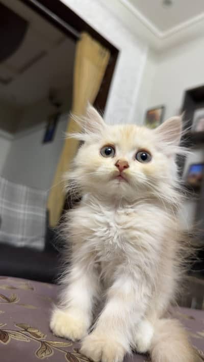 kittens male