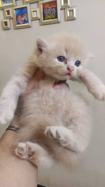 White nd fawn Persian kittens