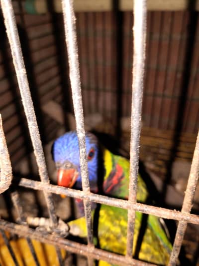 brid# parrot #