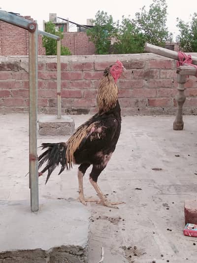 aseel murga