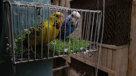 TCB Exhibition Female / Blue ExhibitionMale/ Exhibition Hogo Working