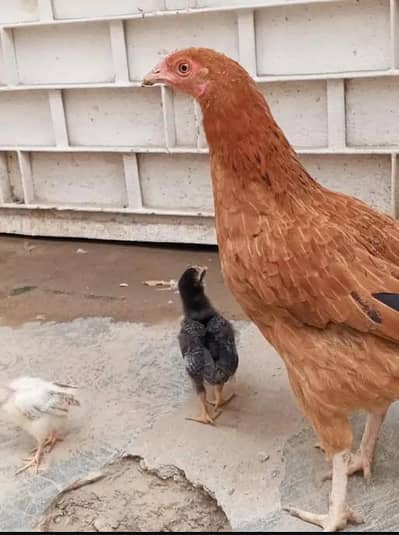 aseel mugri and chick