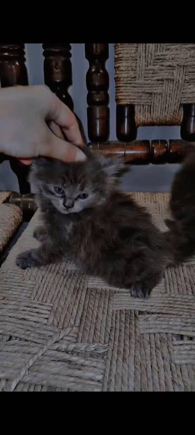 gray Persian kittens