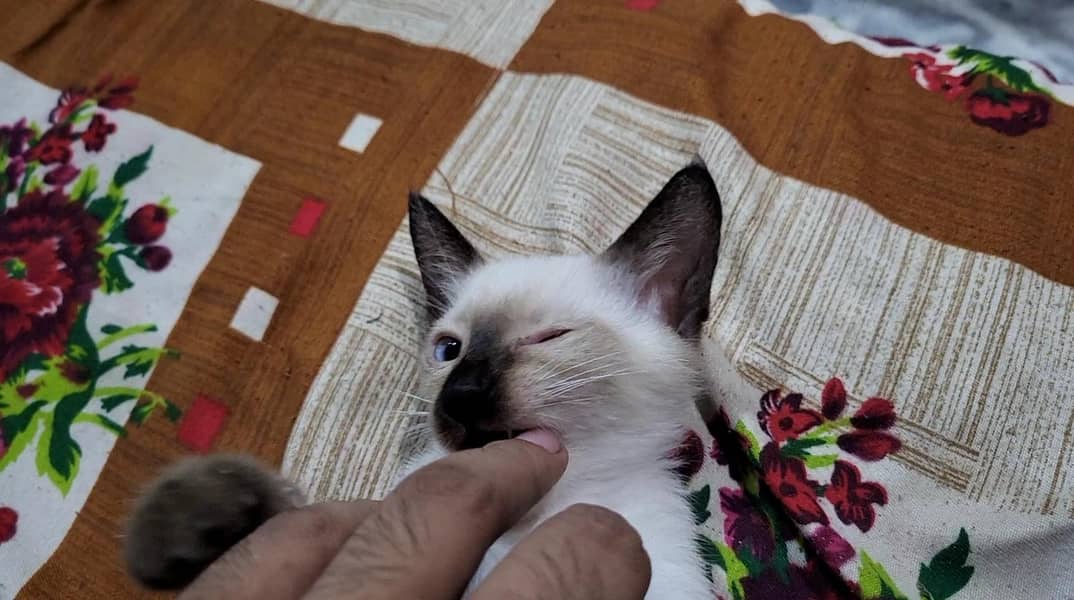 siamese Pair 0