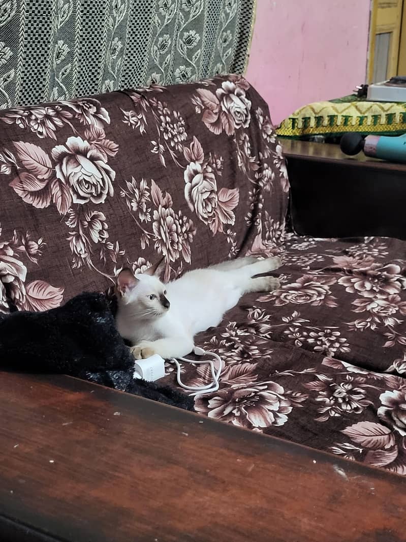 siamese Pair 1