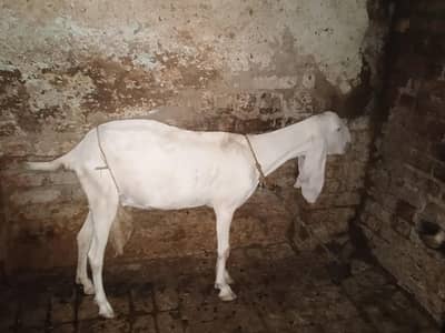 2 rajan puri  female goats