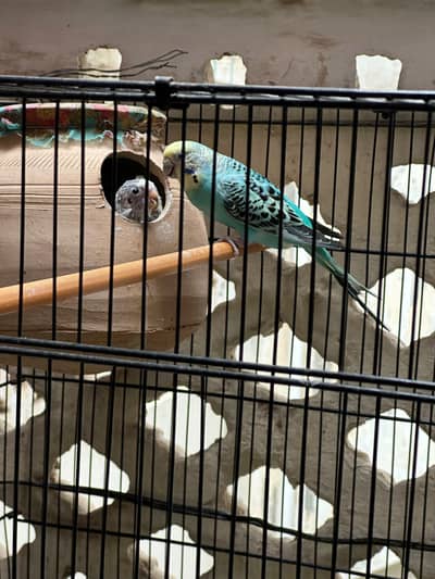 good size bugies pair ready to breed
