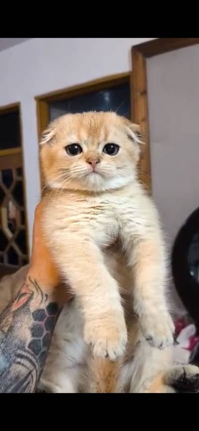 Scottish Fold Male Kitten Available