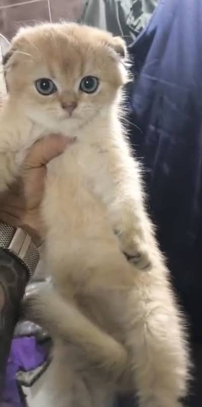 Scottish Fold Male Kitten