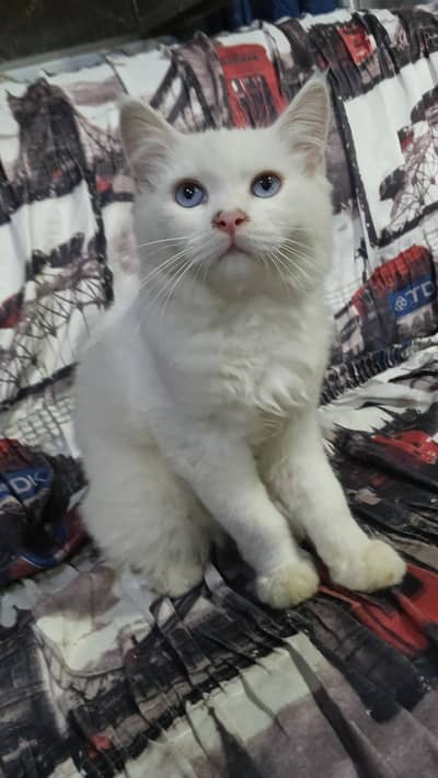 white cat