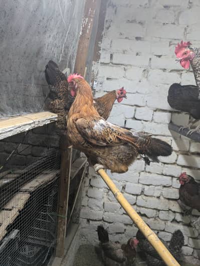 Desi hens i (03444608899)