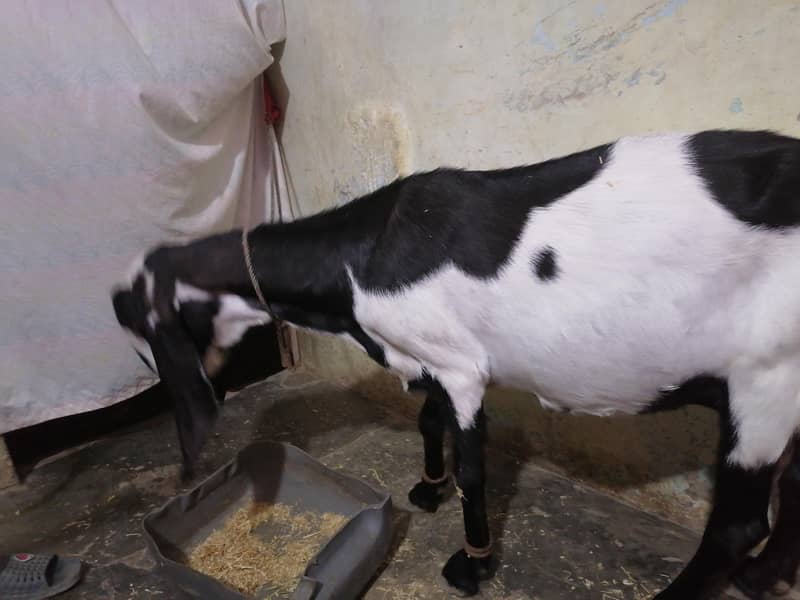کھبن بکری فار سیل 1