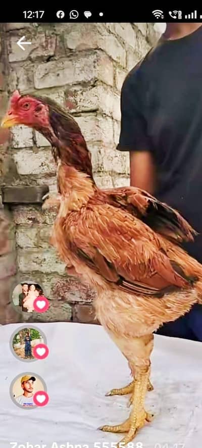 Pure Rampuri aseel murga for sale pairs