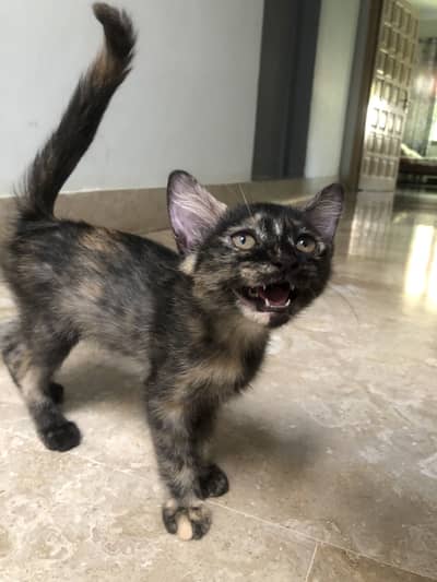Persian cat’s kitten