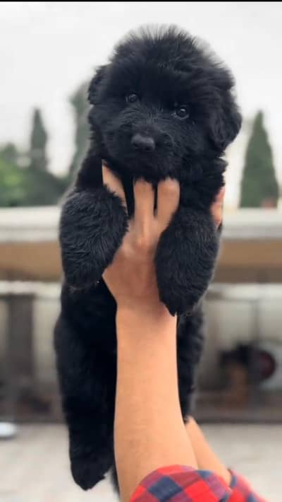German Shepherd long coat for sale so girl image