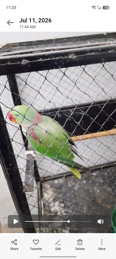 green parrot