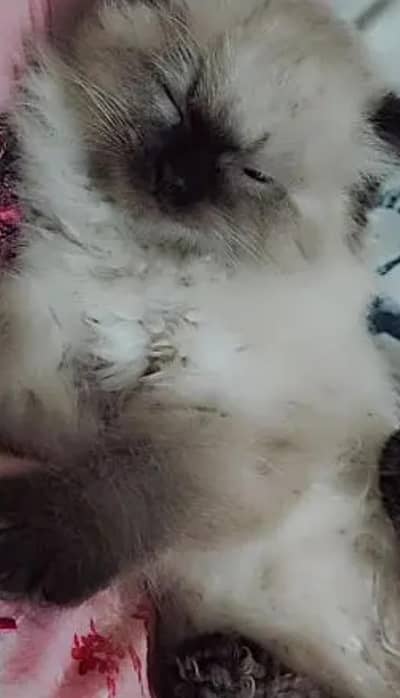 Cat avIlable in free