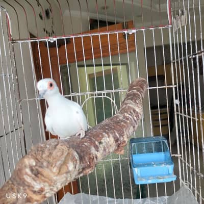 Quality Dove Pair