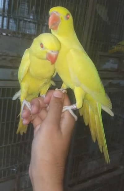 yellow ringneck self/03156376925