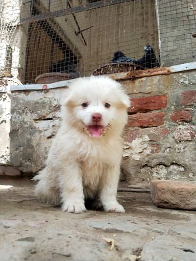 Russian Pomeranian cross breed teacup size puppy