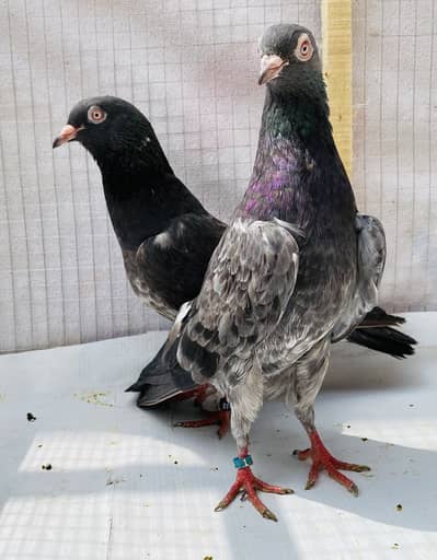 Dubwaly Kamger bredr pairs