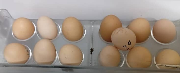 Fertile eggs golden buff
