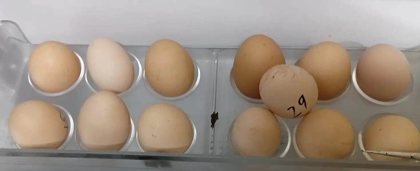 Fertile eggs golden buff