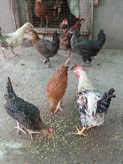 Golden mesri birds for sale