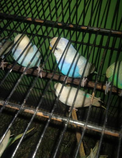 Budgies parrots homebreed
