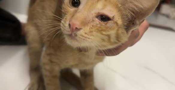 Kitten for Adoption – Islamabad (I-11) No Cost