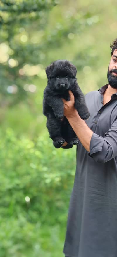pedigree German shepherd puppies from champion lines