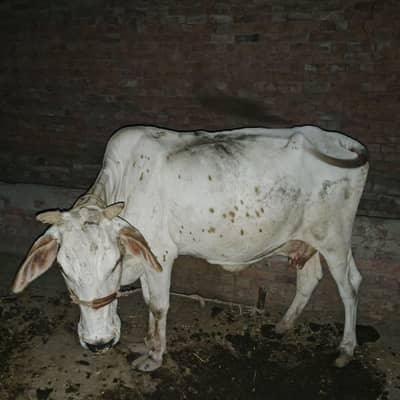 More then 3 month pregnant Cow