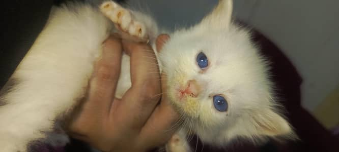 beautiful blue eyes white Persian cats