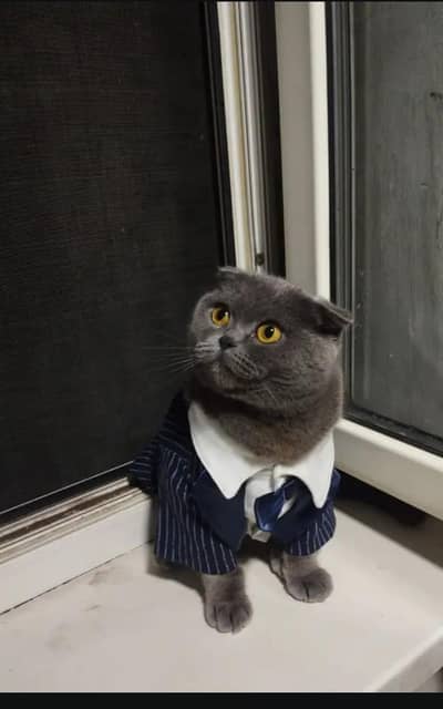 Scottish fold cat breeder