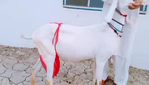 Rajanpuri Bakri For Sale Bacchon Ka Sath Urgent