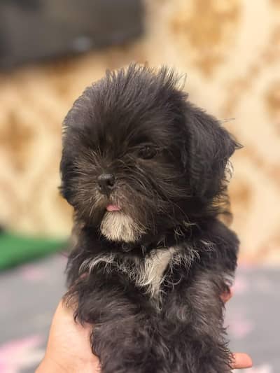 Shihtzu Male Puppies For Sale