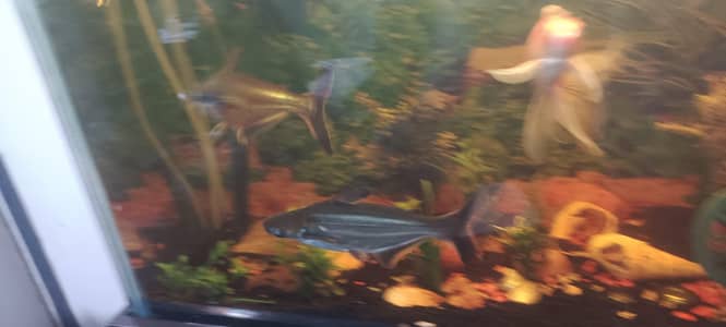 Blue Line Shark