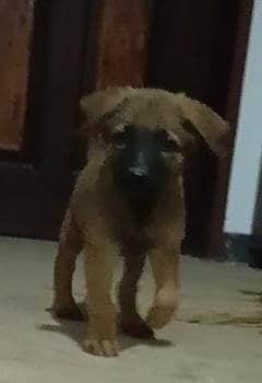 German shepherd 0
