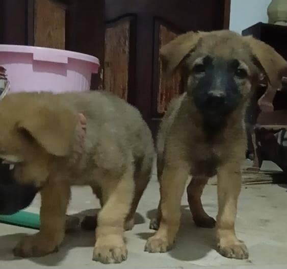 German shepherd 1