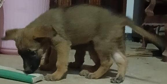 German shepherd 7