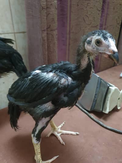 Aseel chicks local breed