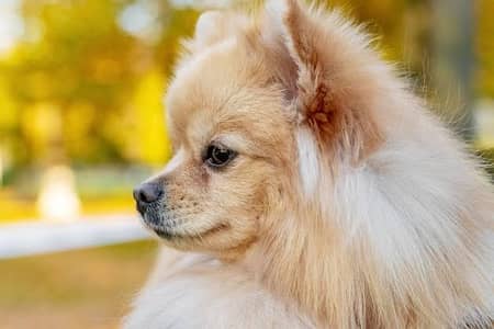 Pomeranian female for rehoming