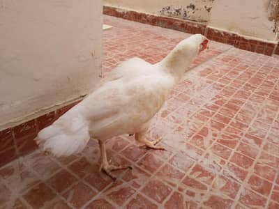 breeder hai
