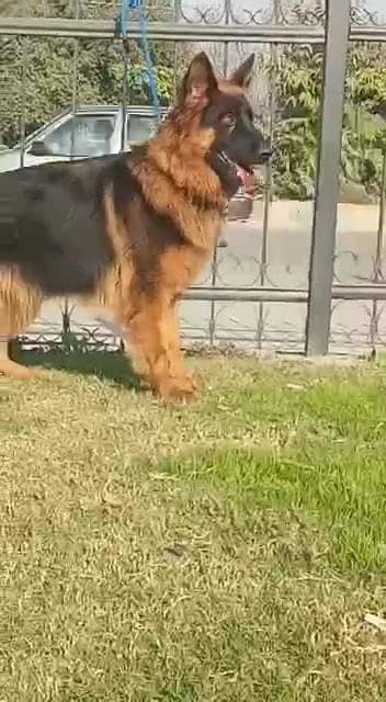 German Shepherd (Long Coat) Female – Available for Sale