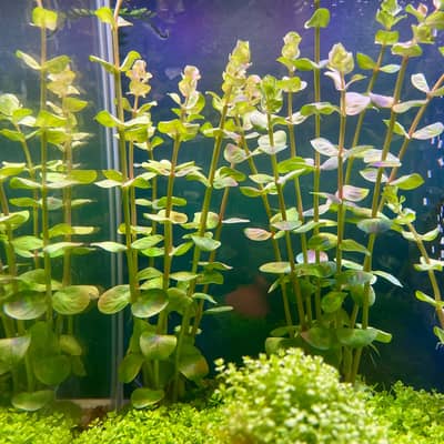Aquarium Plants