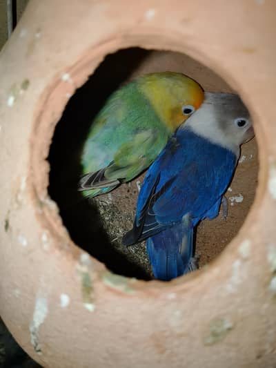 parrot for sale