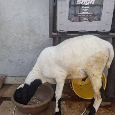 Khare dummba