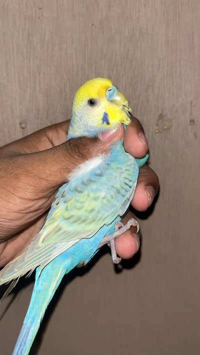 rainbow budgies