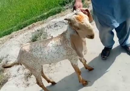 Makkah Chini Bakra For Sale _03228068296 WhatsApp